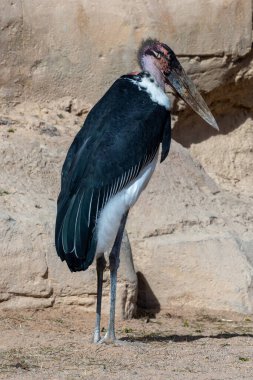 Siyah kanatlı, beyaz göğsü kayaların yanında duran büyük marabutlu leylek kuşu.