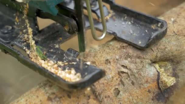 Mann sägt Baumstamm mit Motorsäge — Stockvideo