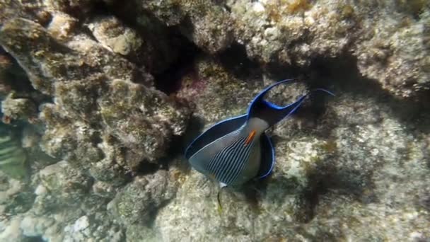 Grandi pesci tropicali che vivono nel Mar Rosso — Video Stock