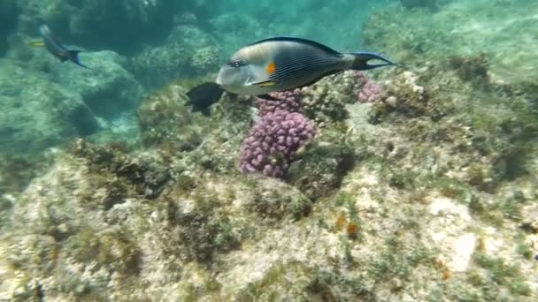 Tiros subaquáticos de peixes cirurgiões — Vídeo de Stock