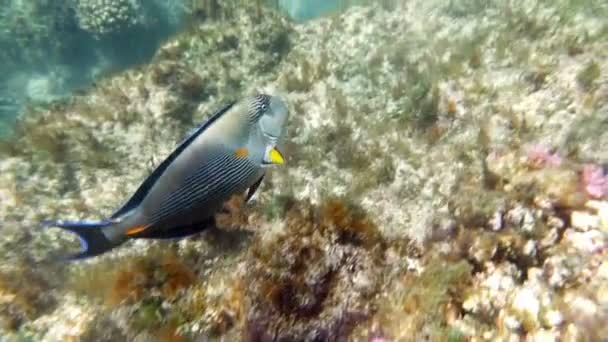 Flora och fauna i Röda havet — Stockvideo