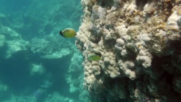 Koraalriffen en tropische vissen verlicht met de zon — Stockvideo