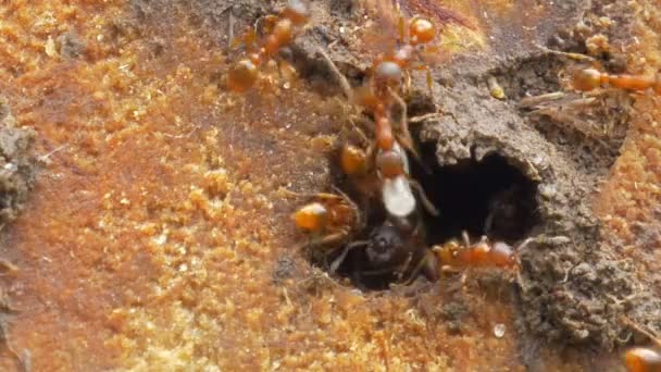Karınca kolonisinin yaşamı — Stok video