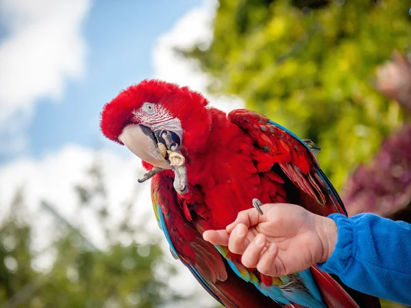 Vackra ljusa papegoja — Stockfoto