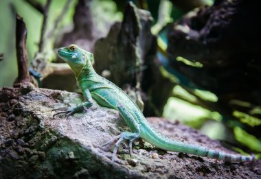 Yeşil tepeli kertenkele