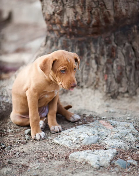 Lindo cachorro sentado — Foto de Stock