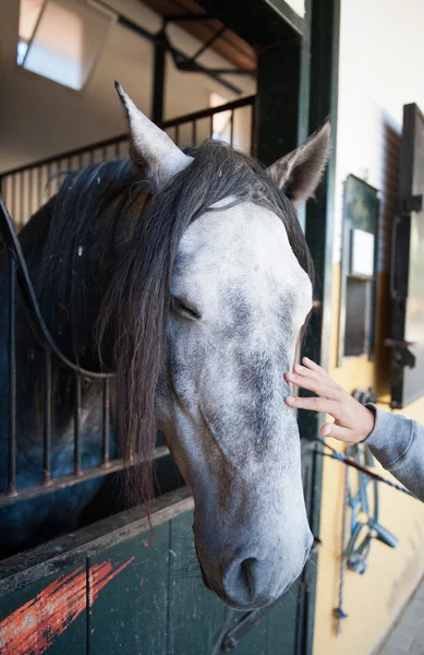 Mann streichelt ein schönes Pferd — Stockfoto