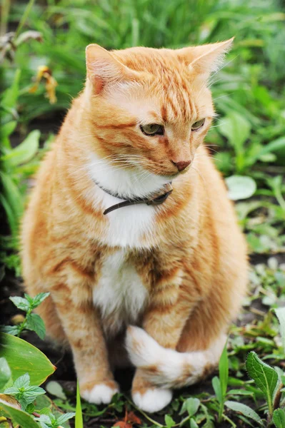 자연 고양이 — 스톡 사진