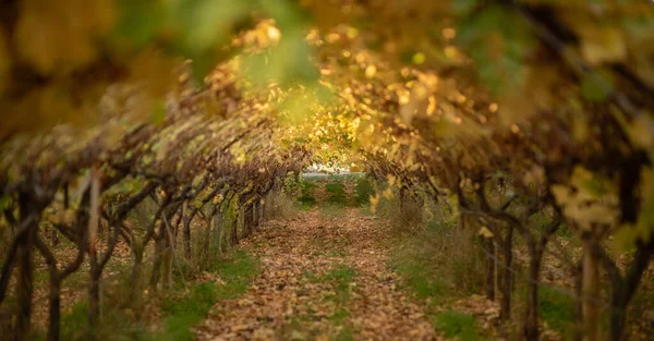 Prachtige tunnel met herfstbladeren, wijnboog. — Stockfoto