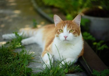 Yeşil gözlü kırmızı kedi