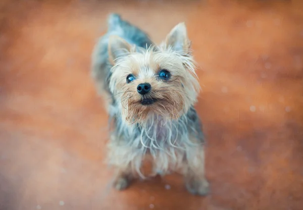 かわいい犬さん — ストック写真