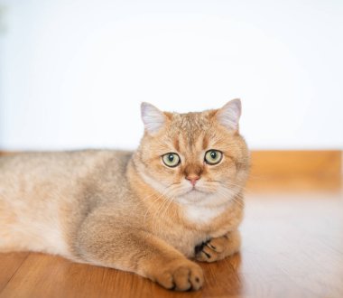 Evcil kedi ahşap zeminde dinleniyor. Etrafında yumuşak doğal ışık var.