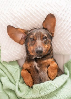 Yumuşak battaniyede dinlenen rahat bir köpek ve arkasında da rahat bir yastık.