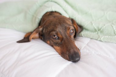 Yumuşak yeşil battaniyeyle kaplı yatakta uzanan rahat bir köpek.