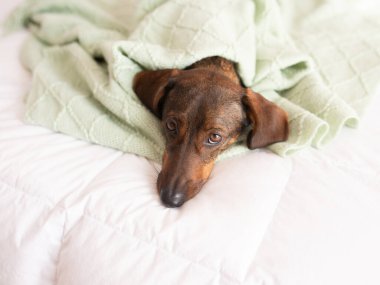 Büyük kulaklı kahverengi köpek, rahat bir yatakta yumuşak yeşil bir battaniyenin altına sokulur ve evcil hayvan meraklıları için huzurlu ve iç açıcı bir sahne yaratır.