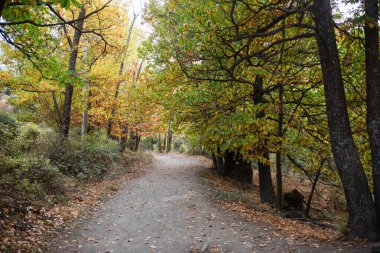 Sonbahar patikasında canlı yapraklar ve düşen yapraklar sakin bir atmosfer oluşturur.