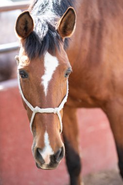 Kahverengi atın beyaz işaretleri var, yumuşak bulanık arkaplan ve güneş ışığında duruyor.