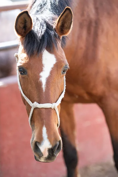 Kahverengi atın beyaz işaretleri var, yumuşak bulanık arkaplan ve güneş ışığında duruyor.