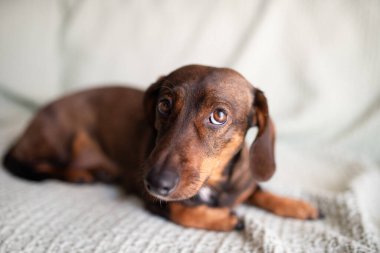 Kahverengi köpek, yumuşak bir battaniyenin üzerinde rahat bir şekilde uzanıyor, tuhaf ifadesini ve rahat duruşunu sergiliyor, rahat ve davetkar bir atmosfer yaratıyor.