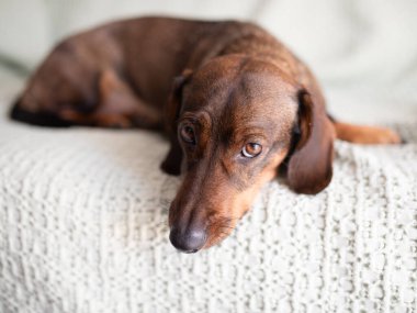 Gevşemiş kahverengi bir köpek yumuşak, dokulu bir battaniyeye uzanmış, ifadesel gözlerini ve sakin tavrını sergiliyor, arkadaşlığın sıcaklığını ve rahatlığını yakalıyor.
