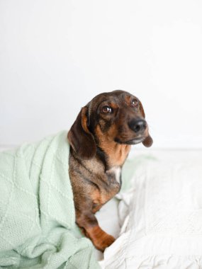 Kahverengi dachshund nane yeşili bir battaniyeye sarılmış, beyaz yastıklı yumuşak bir yatakta dinleniyor, evcil hayvan severler için sıcak ve davetkar bir ortam yaratıyor.