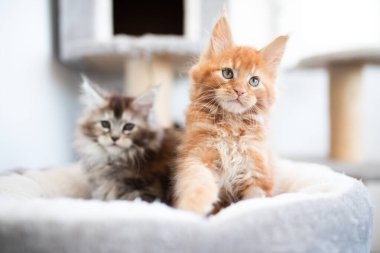 Kızıl saçlı komik bir zenci zenci kedi portresi. Rakun Kedi, Maine Kedisi, Maine Shag kameraya bakıyor.