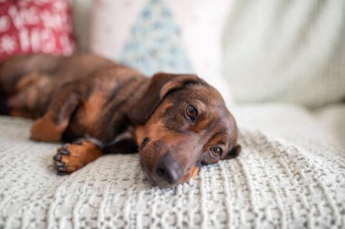 Little cute dachshund dog sleeping on armchair. An red-haired or ginger dachshund is resting on a grey fluffy blanket. High quality photo
