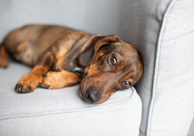 100 dolar. Kahverengi köpek, yumuşak gri bir kanepede dinleniyor, sakin bir tavır sergiliyor ve evcil hayvan arkadaşlığı ve rahatlığının özünü yakalamak için mükemmel bir ortam yaratıyor.