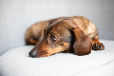 100 dolar. Rahat kahverengi dachshund köpeği yumuşak gri bir kanepede uzanıyor, benzersiz özelliklerini ve sakin tavırlarını sergiliyor.