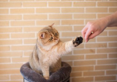 100 dolar. Altın kürklü evcil kedi patisini bir insan eline doğru uzatıyor, sıcak ve davetkar bir ev ortamında yumuşak mobilyaları olan bir etkileşimi vurguluyor.