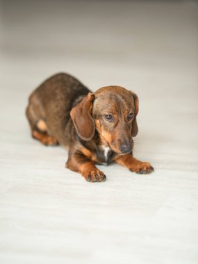 Dachshund köpeği beyaz zeminde uzanıyor, yumuşak ışık, rahat ev havası, evcil hayvan malzemeleri dükkanı, veteriner kliniği reklamları.