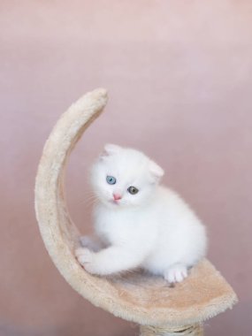 Farklı renkte gözleri olan sevimli beyaz kedi yavrusu kedi ağacı, hayvan dükkanı ya da veteriner kliniğindeki kameraya bakıyor..