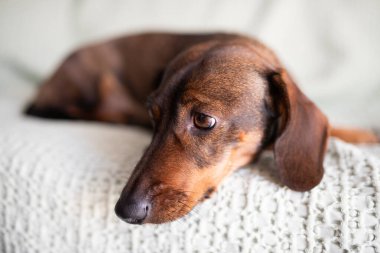 Kapalı bir yerde yumuşak bir battaniyeye uzanmış üzgün kahverengi dachshund, evcil hayvan bakım reklamları ve evcil hayvan veterinerlik hizmetleri..