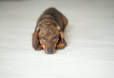 Tatlı dachshund köpeği yerde yatıp kameraya, hayvan dükkanına, veteriner kliniğine ya da ev konforuna bakıyor..