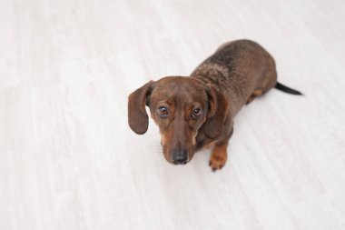 Tatlı dachshund, fotokopi alanı, evcil hayvan bakım ürünleri ya da evcil hayat tarzıyla ışık katındaki kameraya bakıyor..
