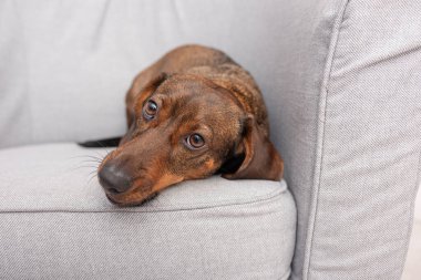 Tatlı dachshund köpeği gri bir kanepede uzanıp üzgün gözlerle kameraya, hayvan bakım hizmetlerine ya da hayvan barınağına bakıyor..