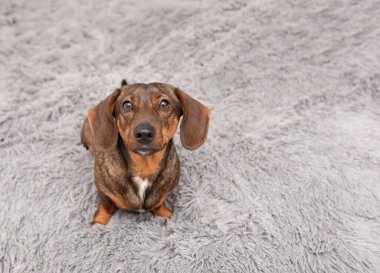 Sadık dachshund köpeği gri pofuduk halı üzerinde kameraya bakıyor. Telif alanı, evcil hayvan bakım blogu ya da ev hayatı tarzı..