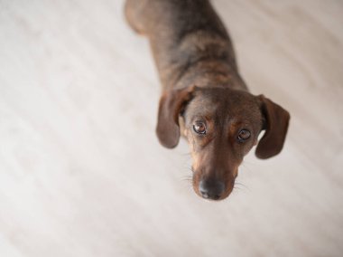Pürüzsüz saçlı bir Dachshund 'un portresi uzanmış ve yukarı bakıyor, köpek yavruları, beyaz arka planda soyutlanmış.