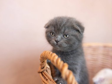 Şirin, küçük gri kediler sırt üstü bir sepetin içinde..