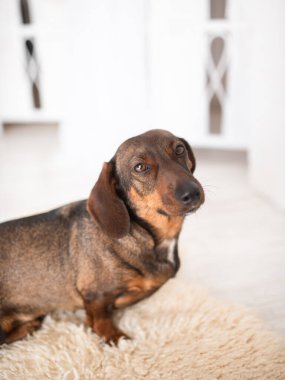 Ev ortamında anlamlı gözleri olan bir köpek portresi, dostluk, sadakat ve evcil hayvan malzemeleri için hafif ışıklandırmalı temiz minimalist arka plan..