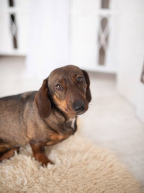 Evdeki yumuşak kürk halısında dinlenen kameraya bakan üzgün gözlü şirin bir köpek. Evcil hayvan sevgisi, rahatlık, sadakat ve aydınlık odada rahat bir ev hayatı kavramı..