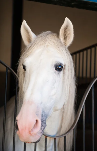 Belo cavalo na natureza — Fotografia de Stock