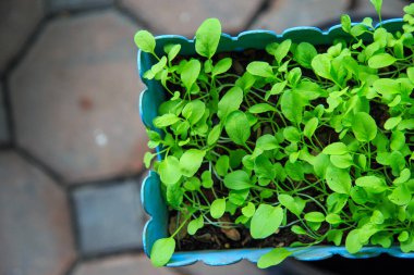Evdeki mavi fidanlıkta yetişen küçük çikolotlar.
