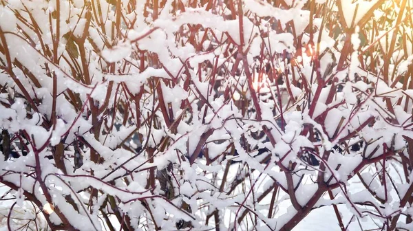 Ein Schneebedeckter Park Schnee Scheint Leicht — Stockfoto