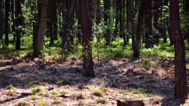 Orman ağaçları. doğa yeşil ahşap güneş ışığı arka planı