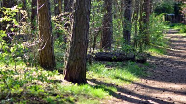 Orman ağaçları. doğa yeşil ahşap güneş ışığı arka planı