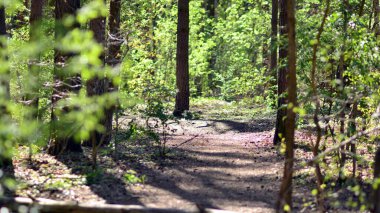 Orman ağaçları. doğa yeşil ahşap güneş ışığı arka planı