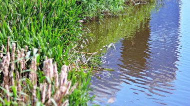 Bahçede gölet. Halka açık bir parktaki göletin etrafındaki yemyeşil ağaçlar ve yapraklar. 
