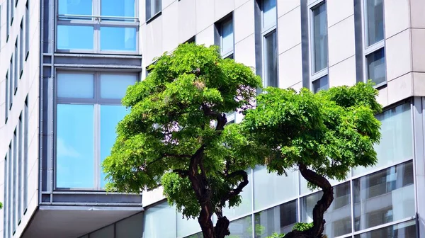 Eco architecture. Green tree and glass office building. The harmony of nature and modernity.
