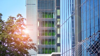 Çevre mimarisi. Yeşil ağaç ve cam ofis binası. Doğanın ve modernliğin ahengi. Modern ticari binanın yansıması güneş ışığıyla cam üzerine.. 